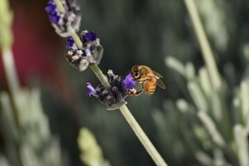 Abeja sobre lavanda
