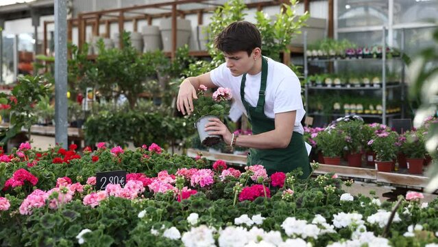Skilled young male florist engaged in cultivation of potted ornamental plants in greenhouse, checking colorful flowering geraniums. High quality 4k footage