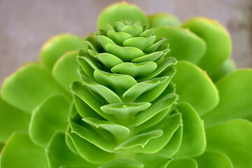 Suculenta Rosa verde en crecimiento