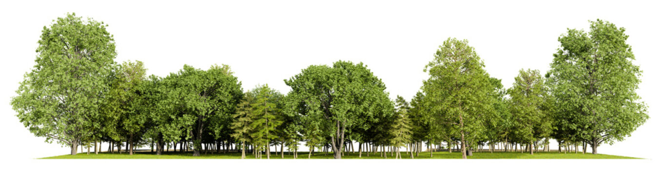 forest line PNG file transparent background, 3d illustration rendering