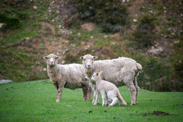 sheep