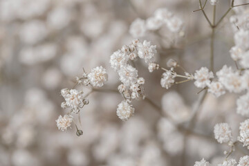 Gypsophila dry little white flowers light beige neutral colors macro