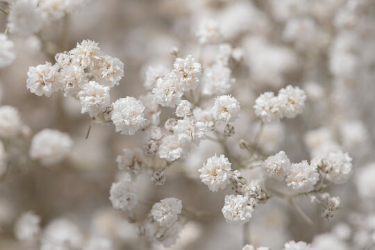 Gypsophila dry little white flowers light beige neutral colors macro © Tanaly
