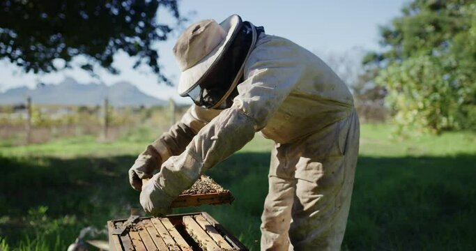 Countryside, eco friendly beekeeping and farm worker with bee and honey farming for agriculture. Sustainability, bees wax harvest and employee in a safety suit outdoor in nature with insect farmer