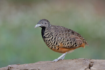 female of barred buttonquail expose to soft lighting in morning with clear details from head to toes