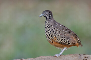 female bird looking for its mate while standing high on dirt top, barred buttonquail