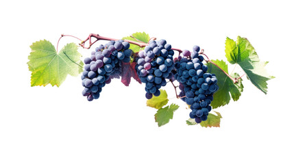 lush vineyard with ripe grapes isolated on a transparent background for design layouts - obrazy, fototapety, plakaty