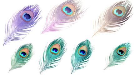 Obraz premium radiant peacock feathers with iridescent hues isolated on a transparent background for design layouts