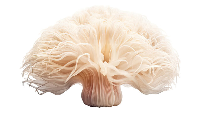 majestic lions mane mushroom isolated on a transparent background for design layouts