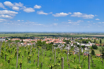 Fototapeta na wymiar Vineyards in Wachenheim in Rhineland-Palatinate, Germany