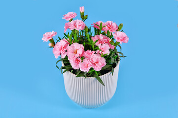 Pink Dianthus flowers in flower pot on blue background