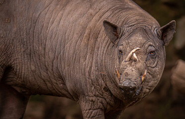 Obraz premium Babirusa or babi rusa in the zoo