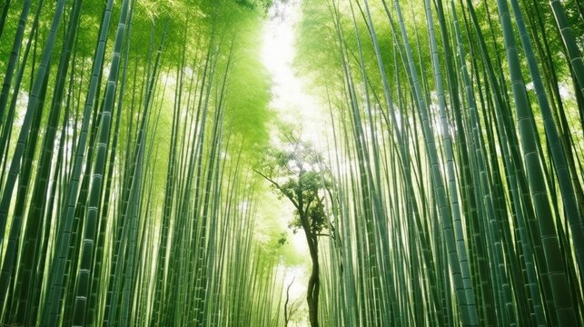 green bamboo forest