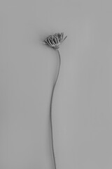 Black and white, monochrome. Beautiful gerber flower on neutral background. Aesthetic minimal...