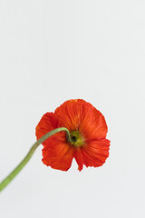 Beautiful red poppy flower on white background. Aesthetic minimal floral composition