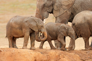 Fototapeta na wymiar Young African elephants (Loxodonta africana) covered in mud, Addo Elephant National Park, South Africa.