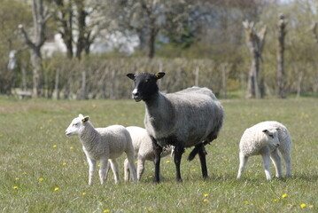 Sweden,Gotland Sheep