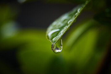 macro dew or rain drop on a leaf, freshness concept
