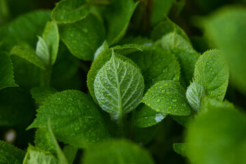 macro photo of a young sprout of a tree or shrub with drops of rain or dew