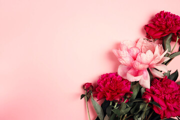 Bouquet of pink peonies flowers on a pink background.