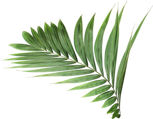 tropical green palm leaf on transparent background png file - 609823963