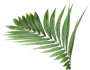 tropical green palm leaf on transparent background png file