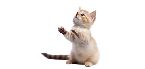 cute playful kitten cat isolated on transparent background. PNG. 
 - obrazy, fototapety, plakaty
