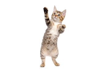 cute playful kitten cat isolated on transparent background. PNG. 
