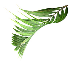 tropical nature green palm leaf on transparent background png file