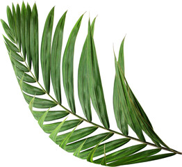tropical nature green palm leaf on transparent background png file