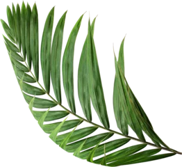 Fotobehang Tropisch tropical nature green palm leaf on transparent background png file  © studio2013