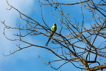 Yellow parot on a branch