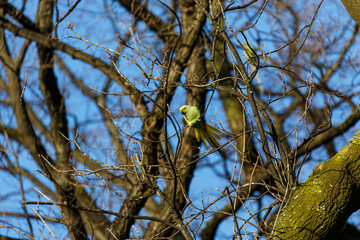 Yellow parot on a branch