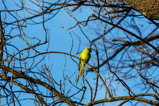 Yellow parot on a branch