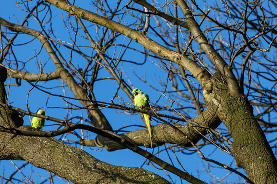 Yellow parot on a branch