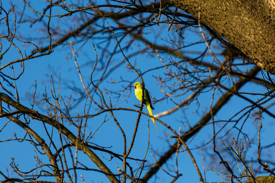 Yellow parot on a branch