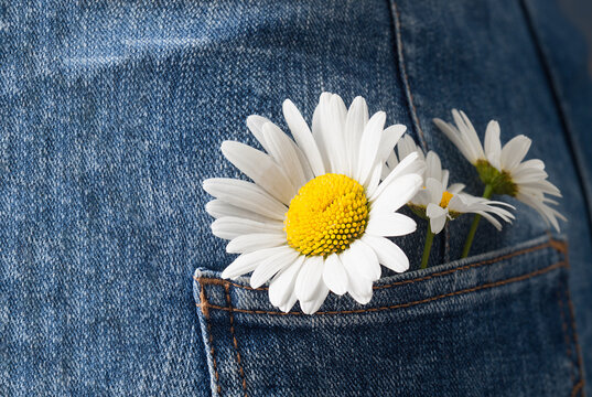Chamomile in the pocket of a summer jeans trousers