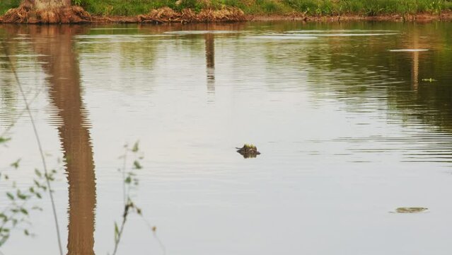 Caiman Camouflages In the Tropical Amazon Rainforest River, Quiet Reptile Swims Black Yacare, Brazil Amazonian