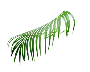 water drop on green leaf of palm tree on transparent background png file