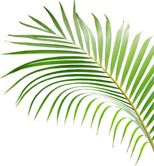 water drop on green leaf of palm tree on transparent background png file