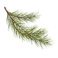 Pine branch watercolor isolated illustration. green natural forest christmas tree. needles branches greenery hand drawn. holiday decor with fir branch. holiday celebration decoration for 2024 new year - obrazy, fototapety, plakaty