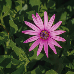 pink daisy in the garden