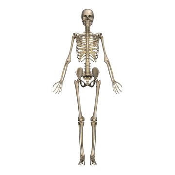 女性の全身骨格図・モデル２・正面から（白背景）