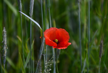 Bloom Flower in Spring in the Heath Lueneburger Heide, Lower Saxony