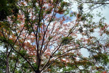 Obraz premium tree in the forest