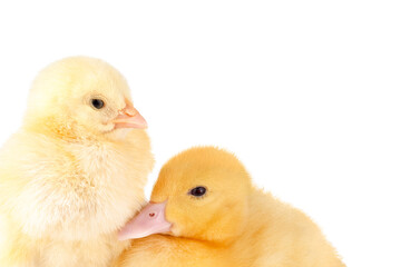 Portrait of little chicken and duckling isolated on white background.