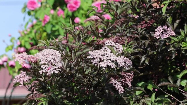Slow motion video of a serene and relaxing cottage garden scene showing beautiful elderberry, sambucus nigra pink flowers in summer sunshine.