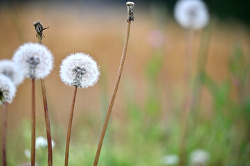 一面の麦畑に寄りそう小さな花々