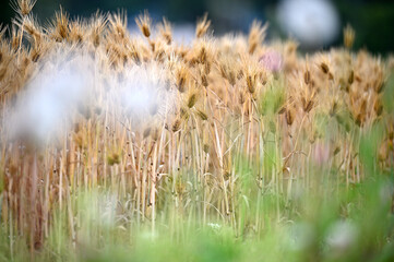 一面の麦畑に寄りそう小さな花々