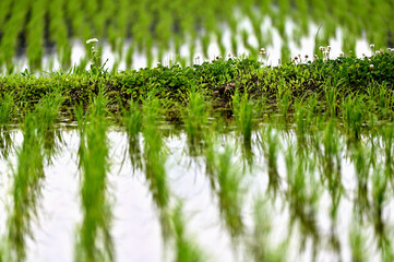 水田にひっそりと咲く花々